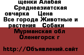 щенки Алабая (Среднеазиатская овчарка) › Цена ­ 15 000 - Все города Животные и растения » Собаки   . Мурманская обл.,Оленегорск г.